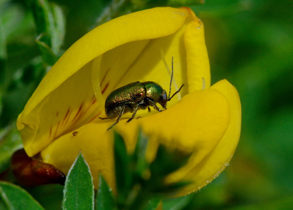 Cryptocephalus sp. della Liguria (Val Trebbia)